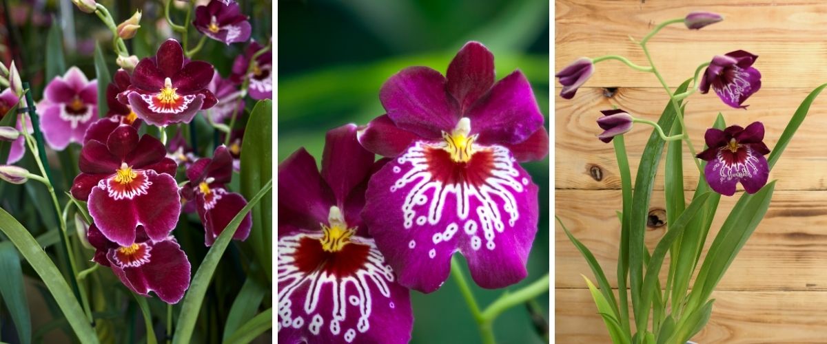 Pansy Orchid - Miltoniopsis sp