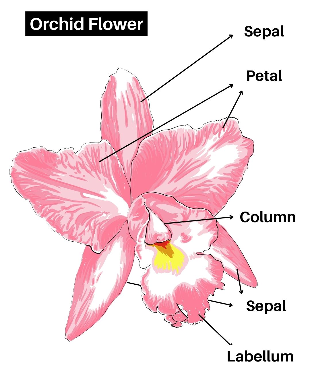 Orchid flower morphology