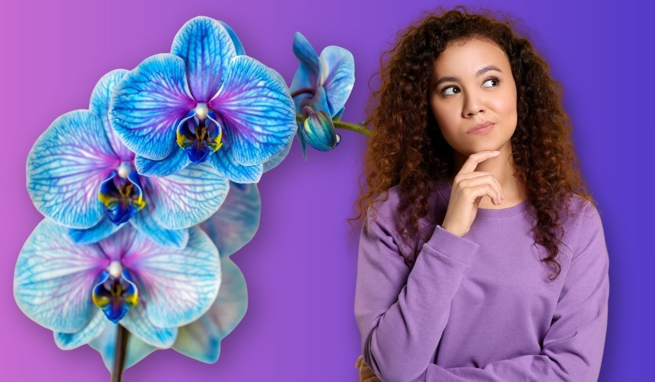 A woman pondering over the types of orchids with a phalaenopsis in the background