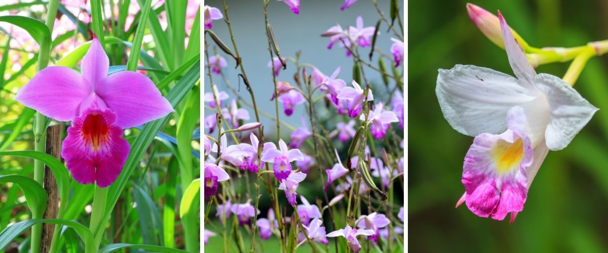 Bamboo Orchid - Arundina