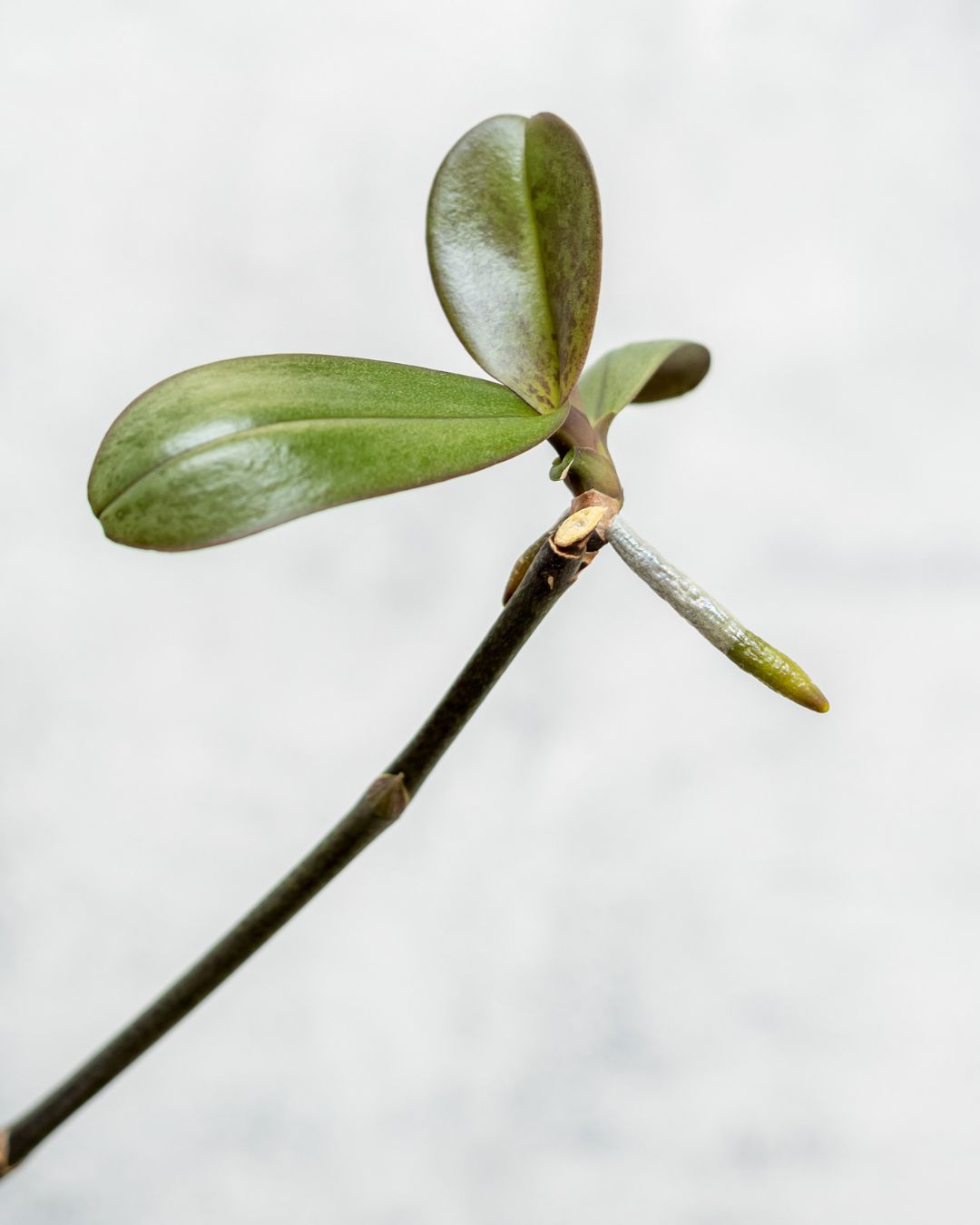 Keiki on a Phalaenopsis flower spike