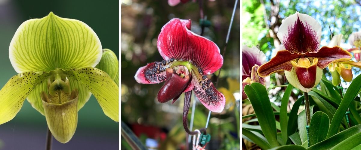 Lady's Slipper Orchid - Paphiopedilum