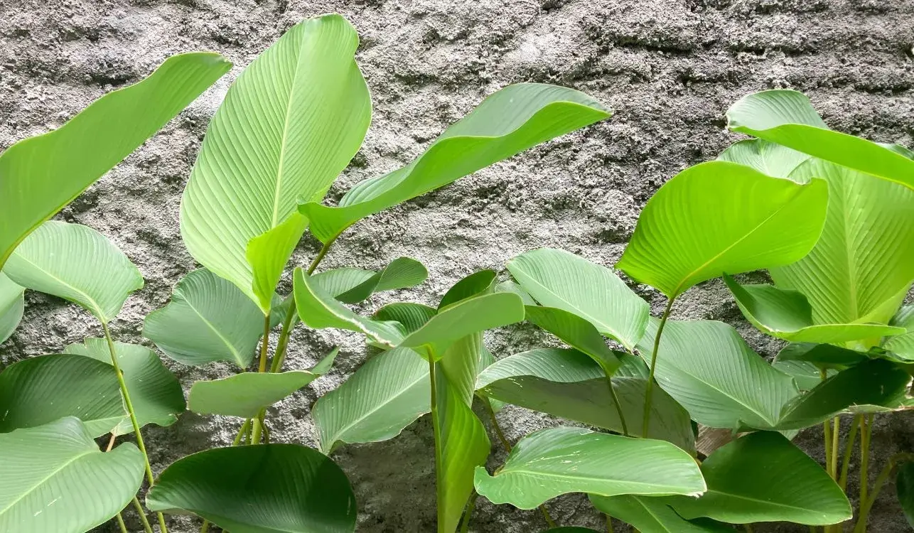 Calathea lutea