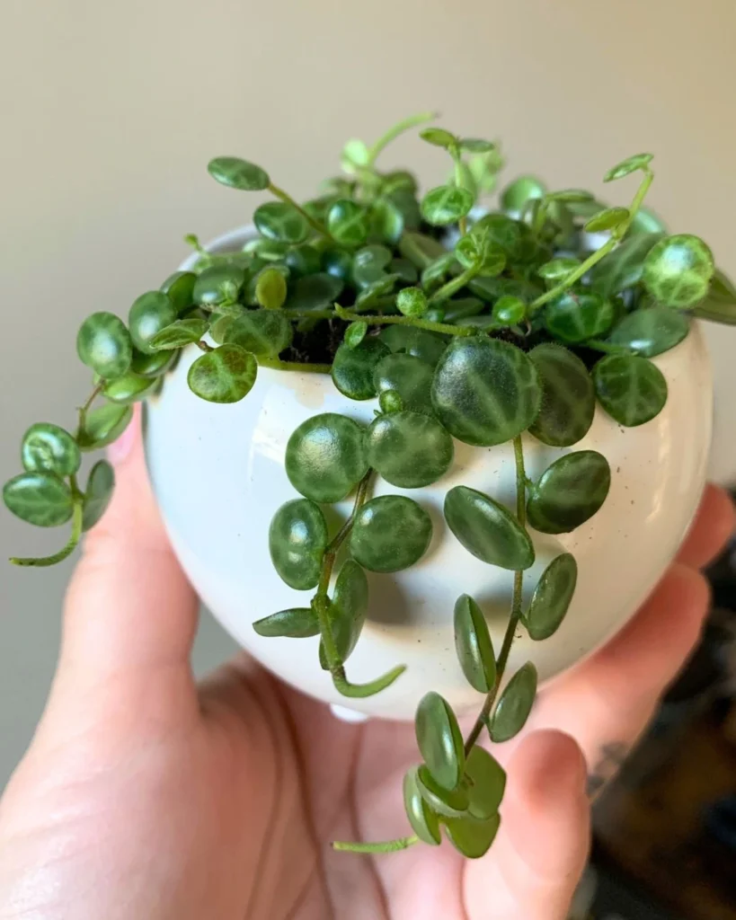 String of Turtles - Peperomia prostrata