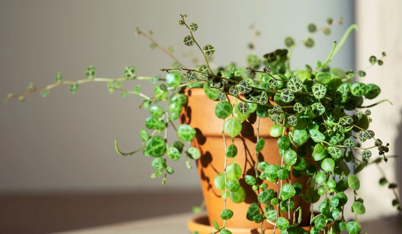 String of Turtles - Peperomia prostrata