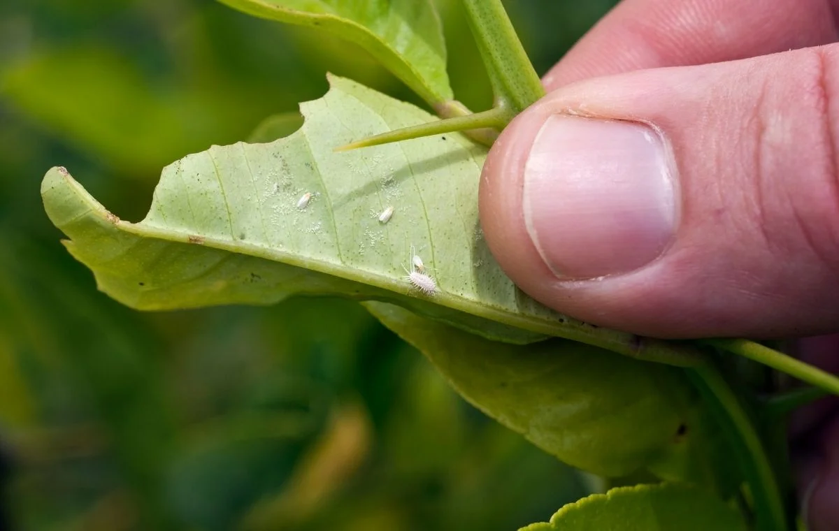 Scale Insects and Whiteflies