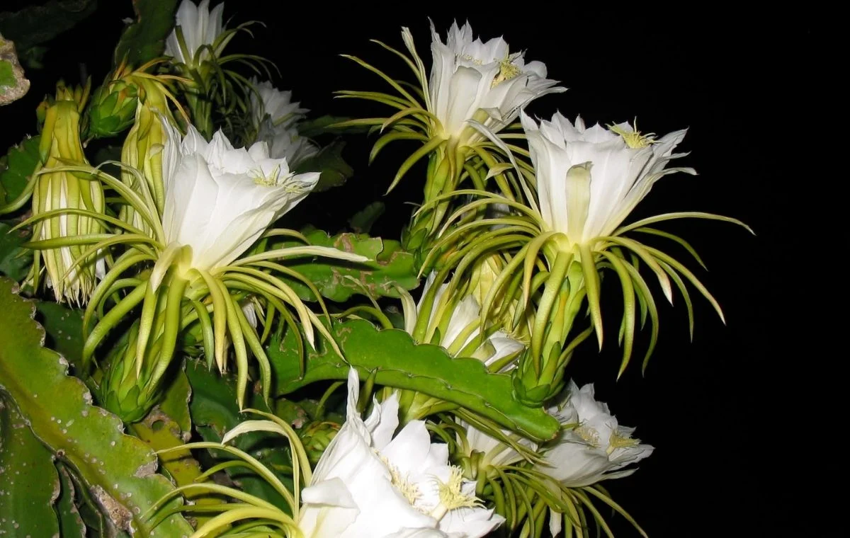 Pitaya flowers are spectacular and bloom at night.