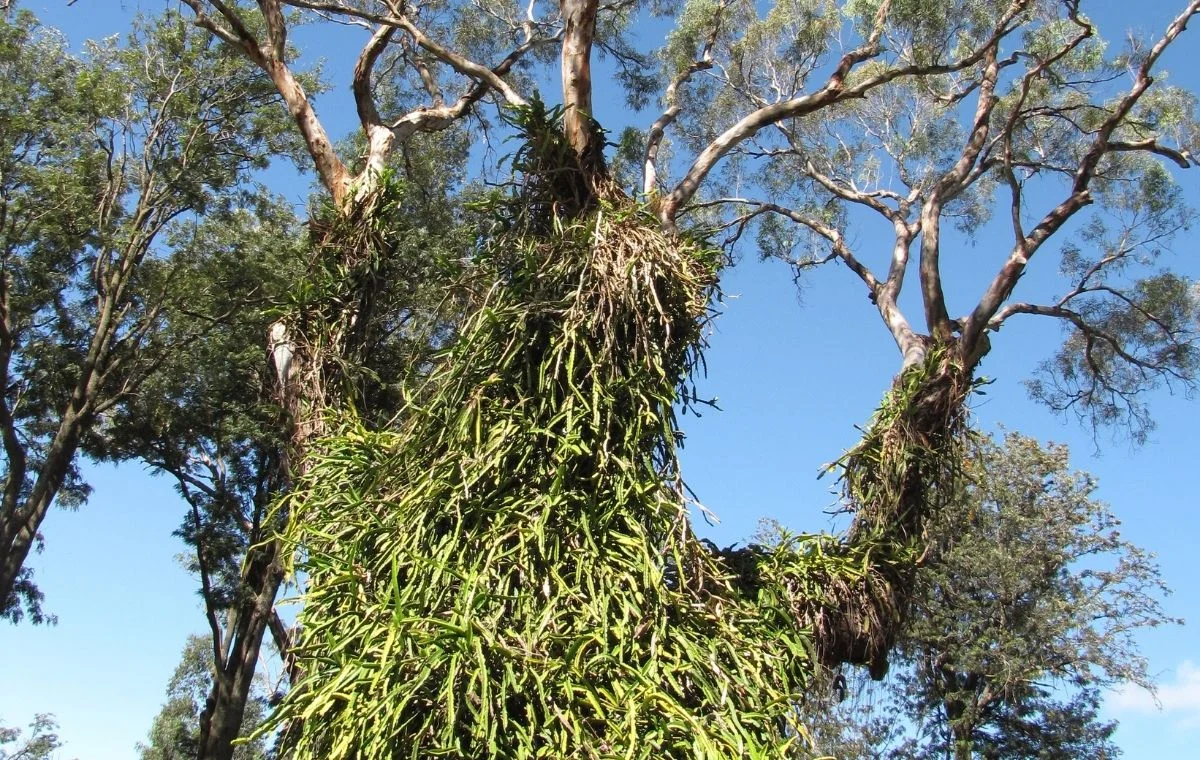 Pitaya climbing a Tree