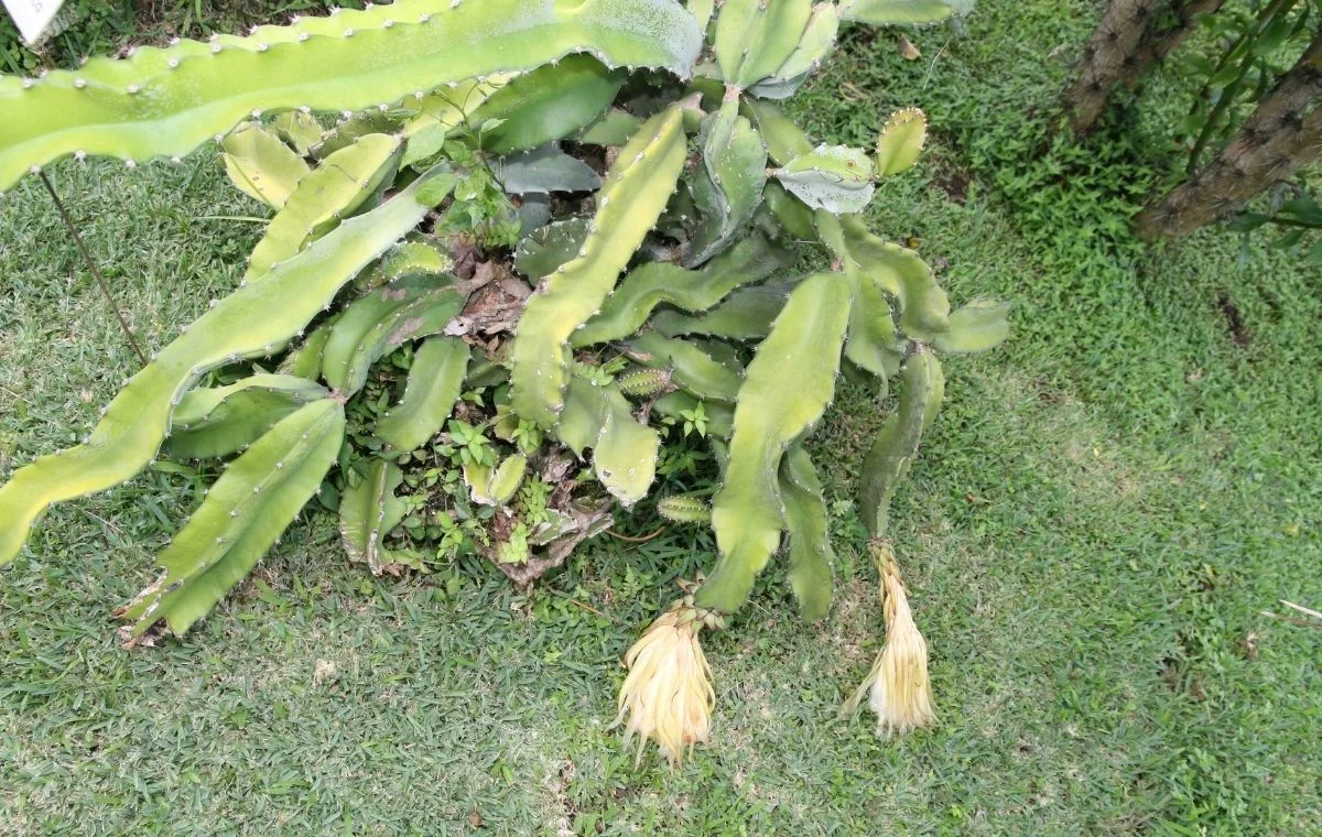 Dragon Fruit without support