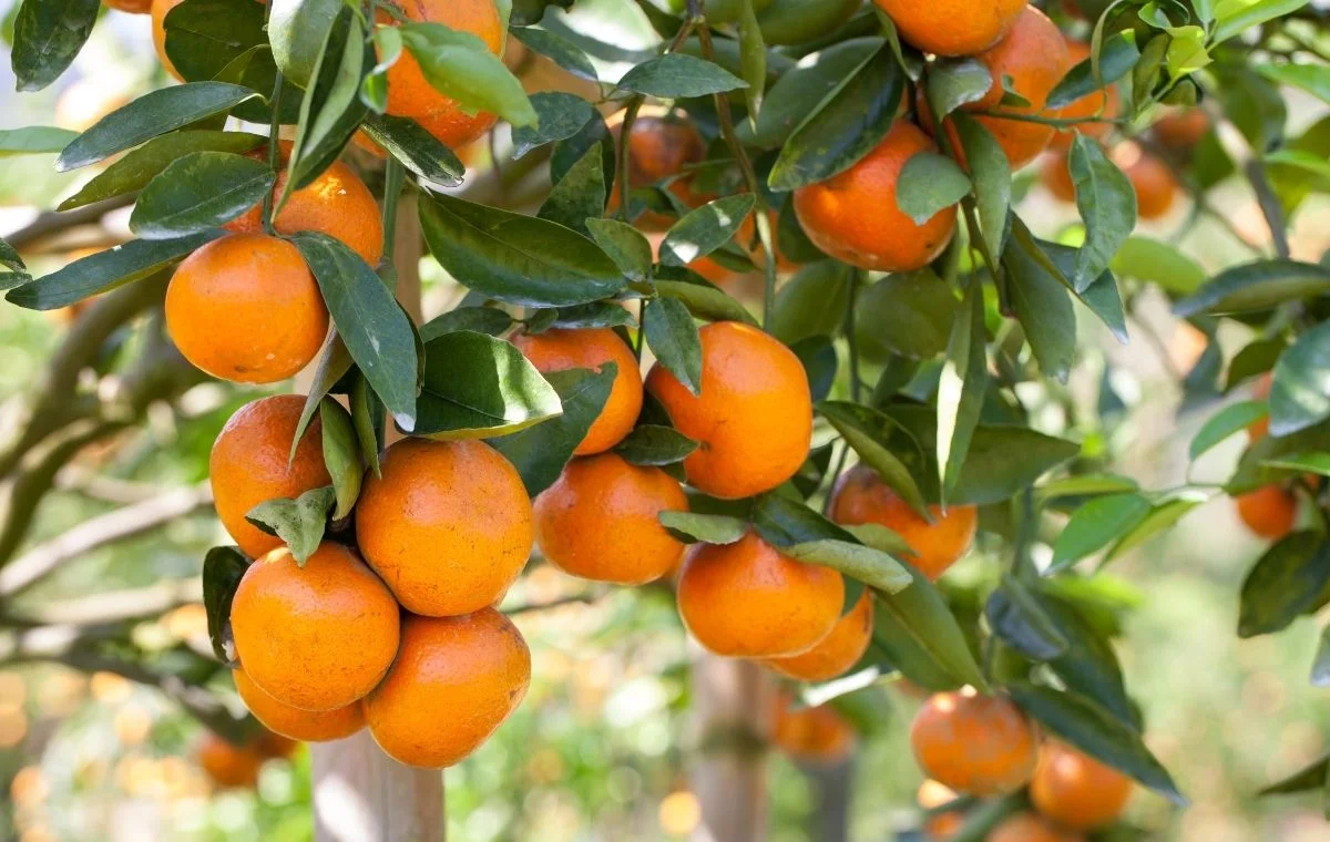 A loaded orange tree