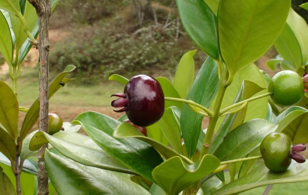 Brazil Cherry - Eugenia brasiliensis