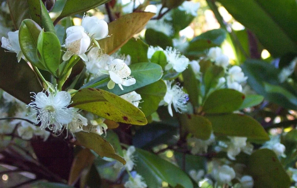 Brazil Cherry Flowers - Eugenia brasiliensis