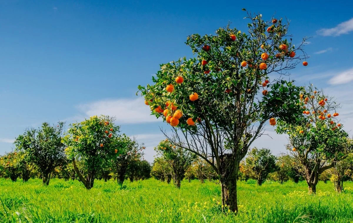 Old orange orchard