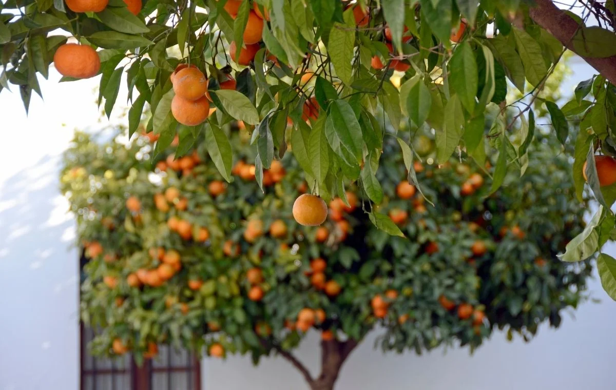 Healthy Orange Tree