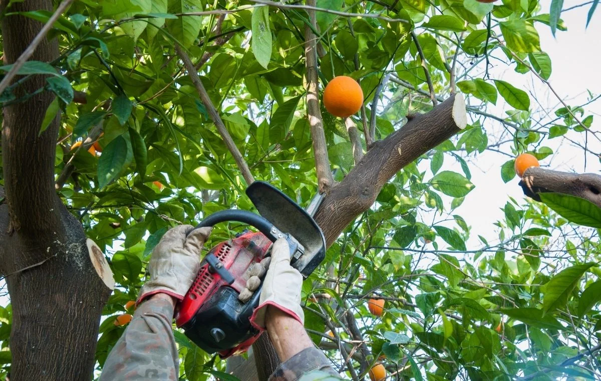 Chainsaw pruning orange tree