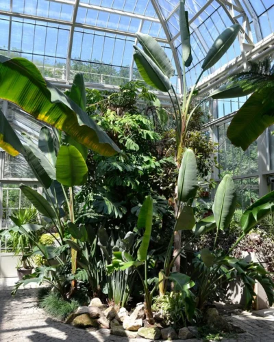 Tropical plants like heliconias and banana trees do not adapt to the European winter and need protection. Jevremovac Botanical Garden, Belgrade. 