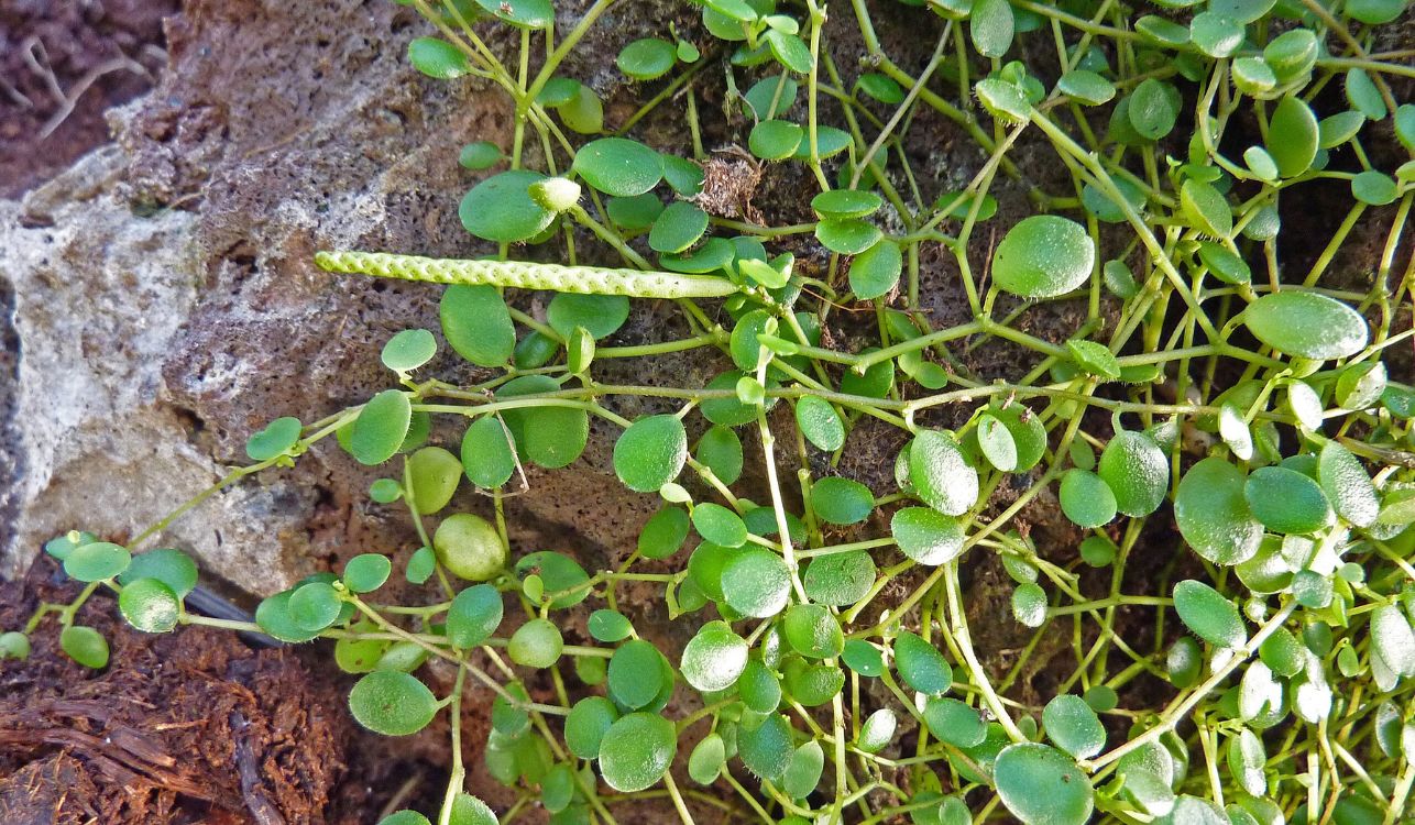 Creeping Buttons - Peperomia rotundifolia