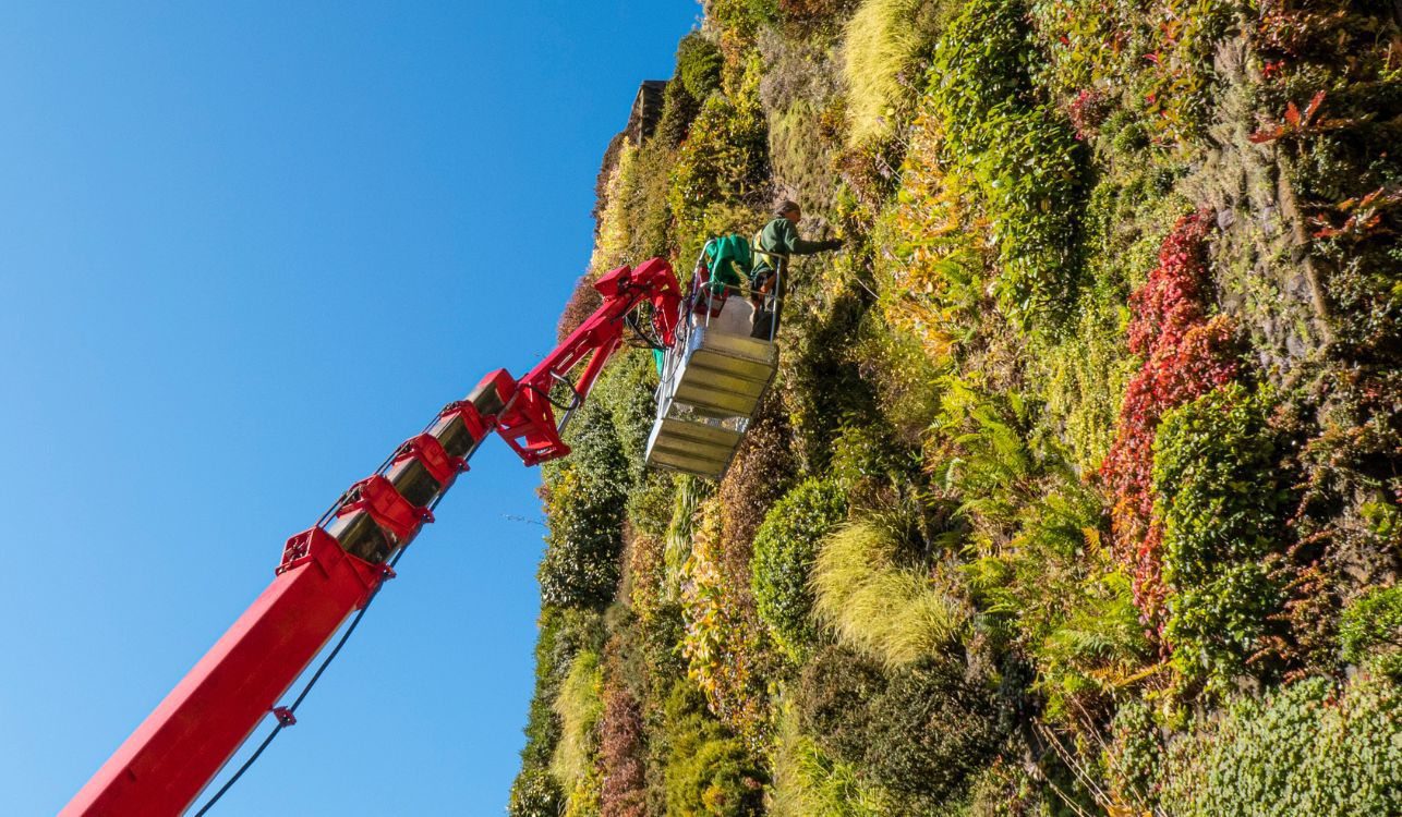 Gardener suspended on a crane for vertical garden maintenance.