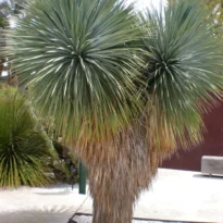 Beaked Yucca rostrata