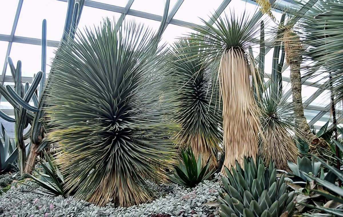 Yucca rostrata - Botanical Garden