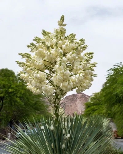 Inflorescence of Yucca rostrata
