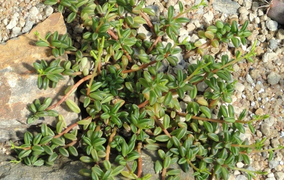 Peperomia nivalis