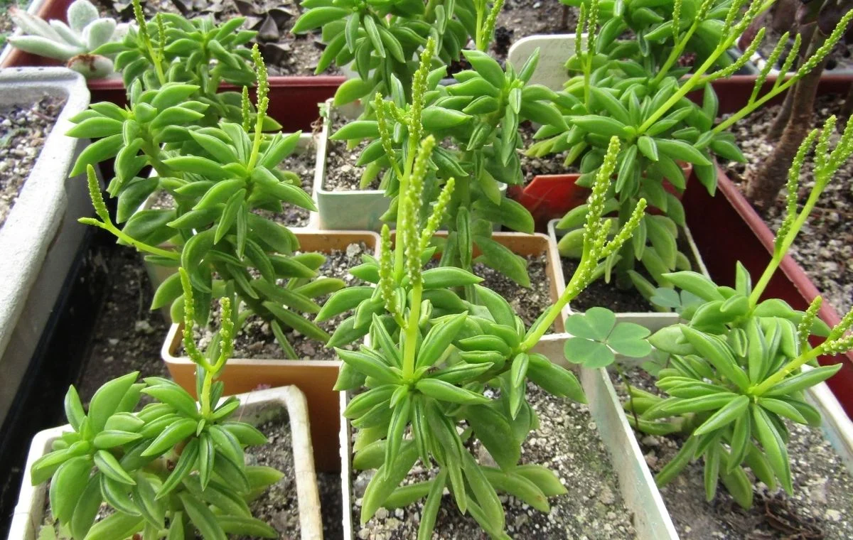 Peperomia nivalis flowering