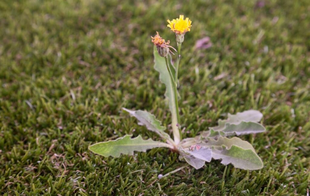 Weeds in the lawn