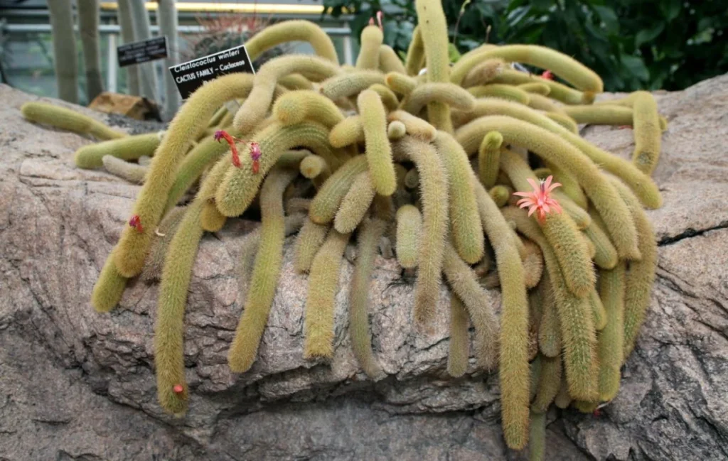 Cleistocactus winteri subesp winteri.
