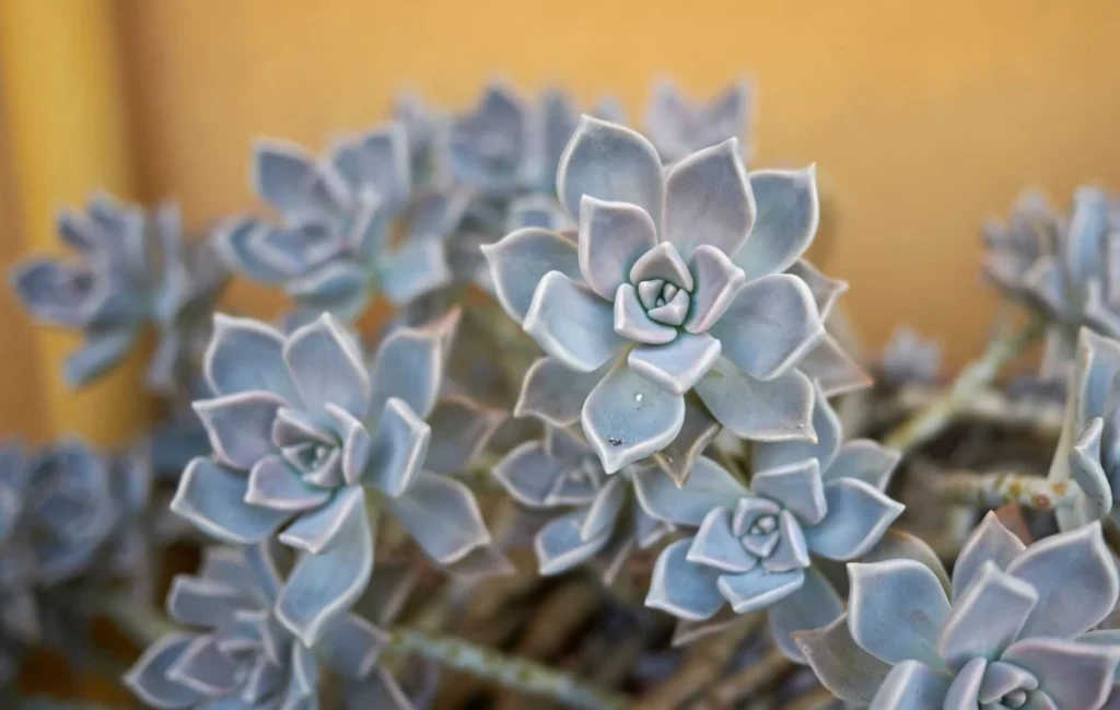 Graptopetalum paraguayense