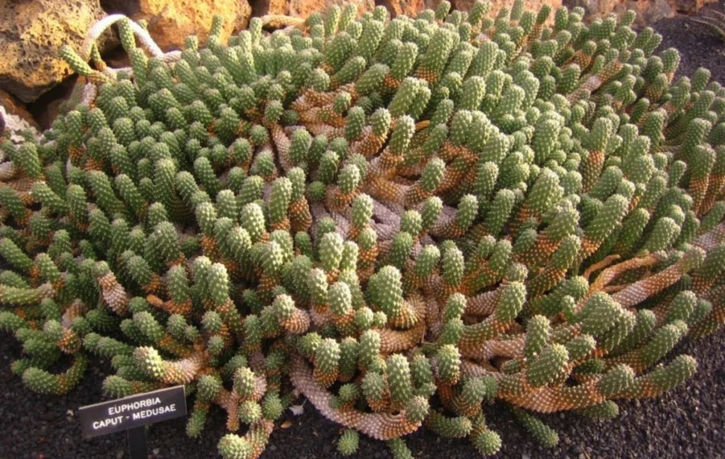 Euphorbia caput-medusae - Medusa's Head