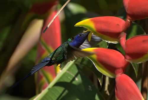 Humming Bird in Heliconia rostrata