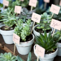 Succulent Gifts