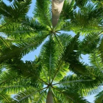 kind of palm