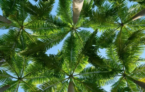 kind of palm
