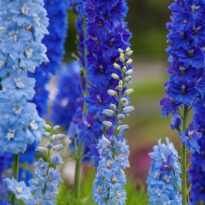 Blue Flowers