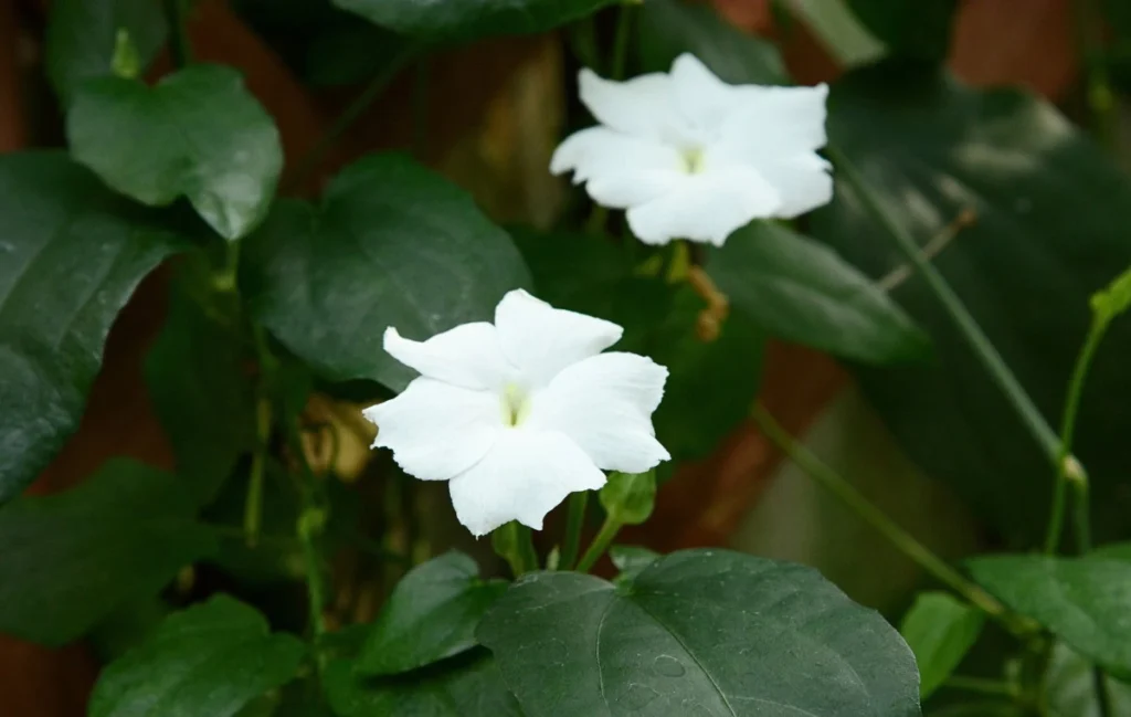 Thunbergia fragrans - White Lady