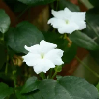 Thunbergia fragrans - White Lady