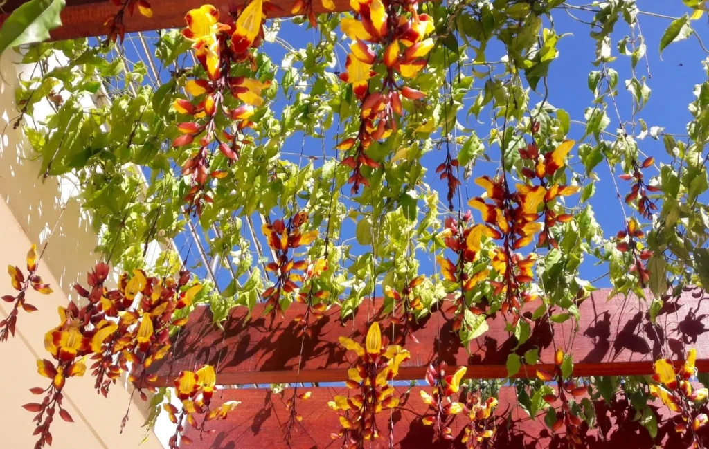 Thunbergia mysorensis in a pergula