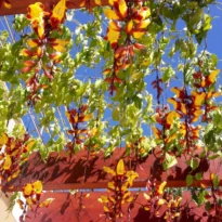 Thunbergia mysorensis in a pergula