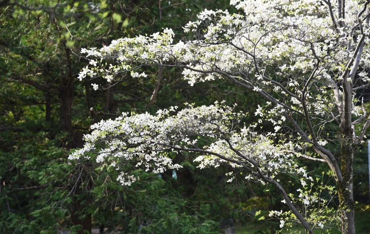 The flowering dogwood (Cornus florida), a native tree from USA.