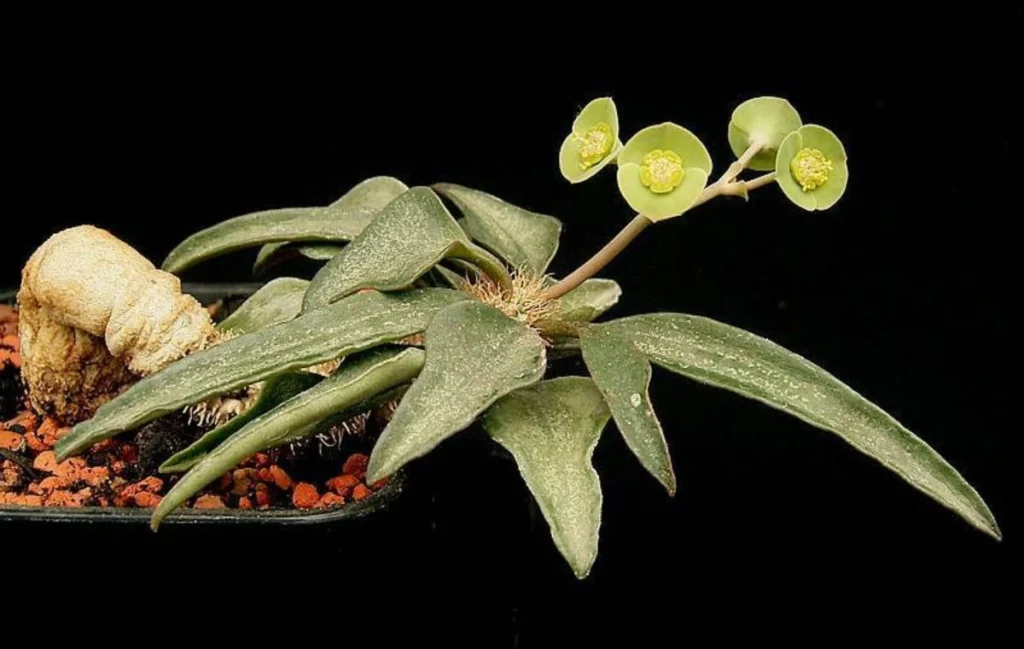 Euphorbia francoisii. Bonsai Spurge