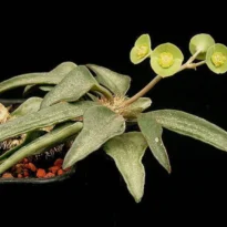 Euphorbia francoisii. Bonsai Spurge