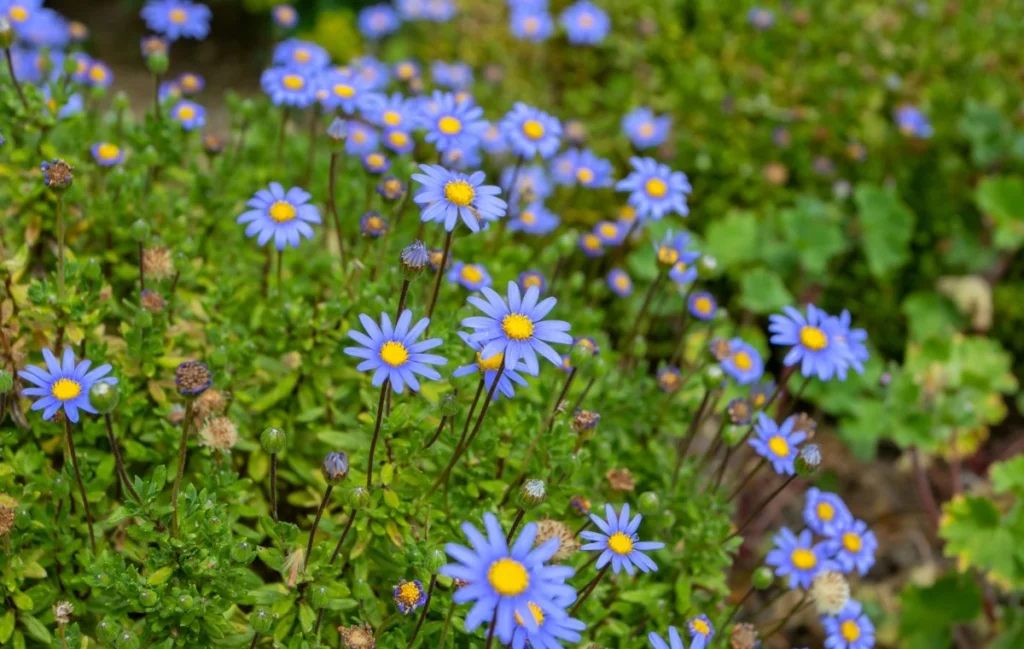 Blue Daisy