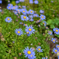 Blue Daisy