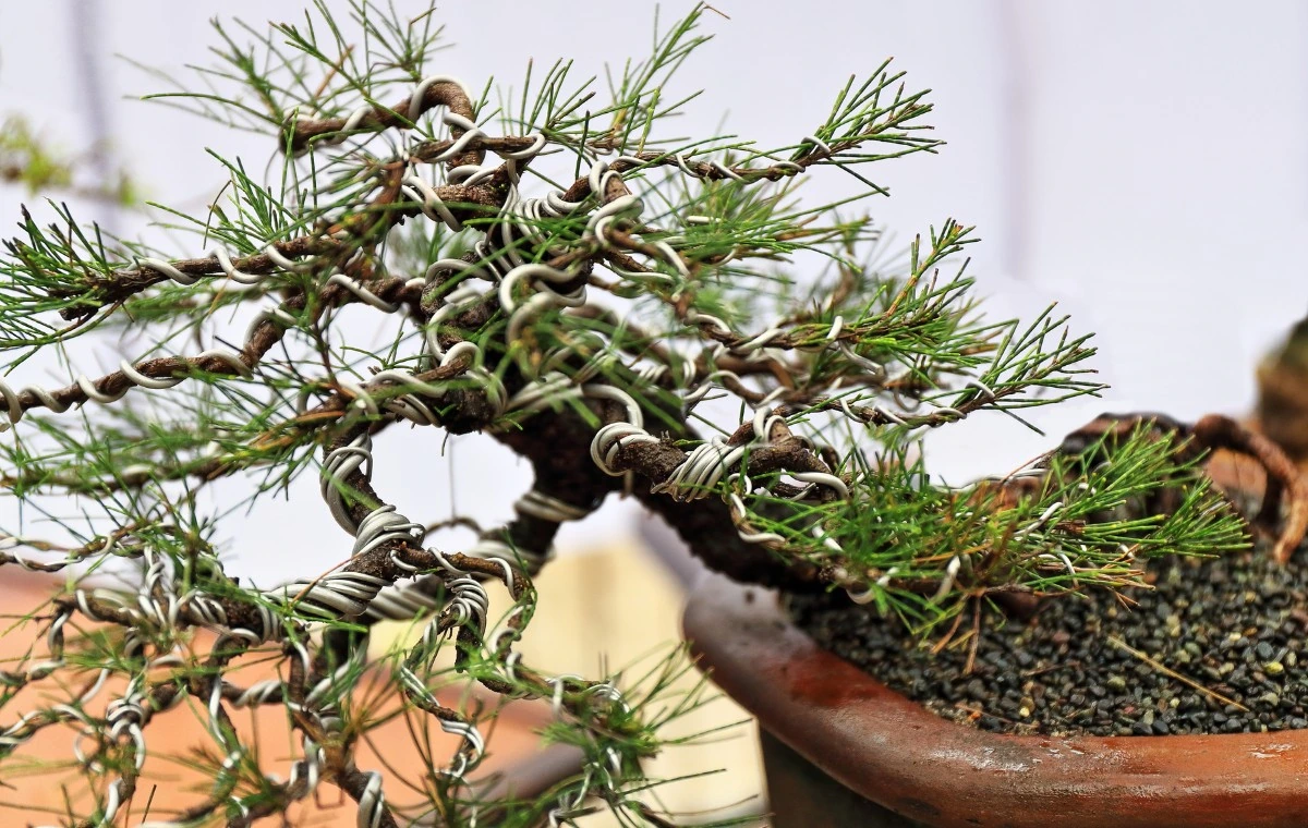 Casuarina equisetifolia Bonsai