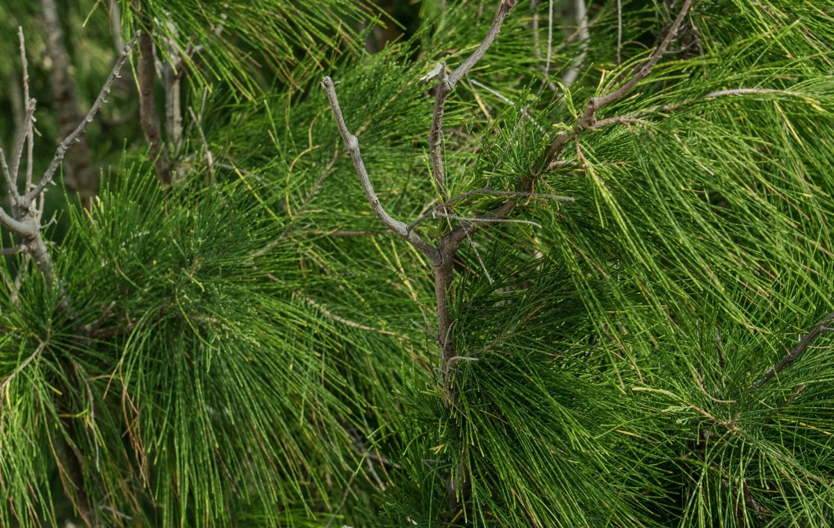 Casuarina equisetifolia