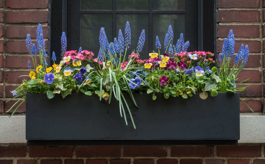 best plants for window box