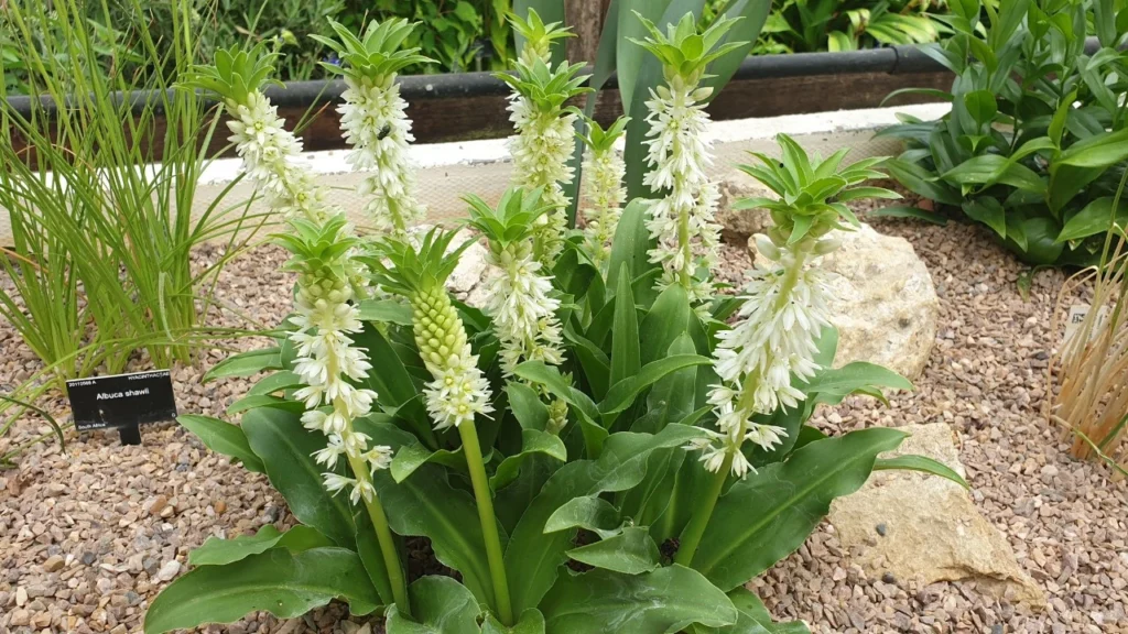 Pineaple - Eucomis autumnalis