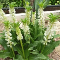 Pineaple - Eucomis autumnalis